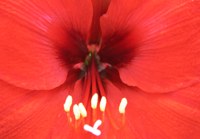 Flower Close Up