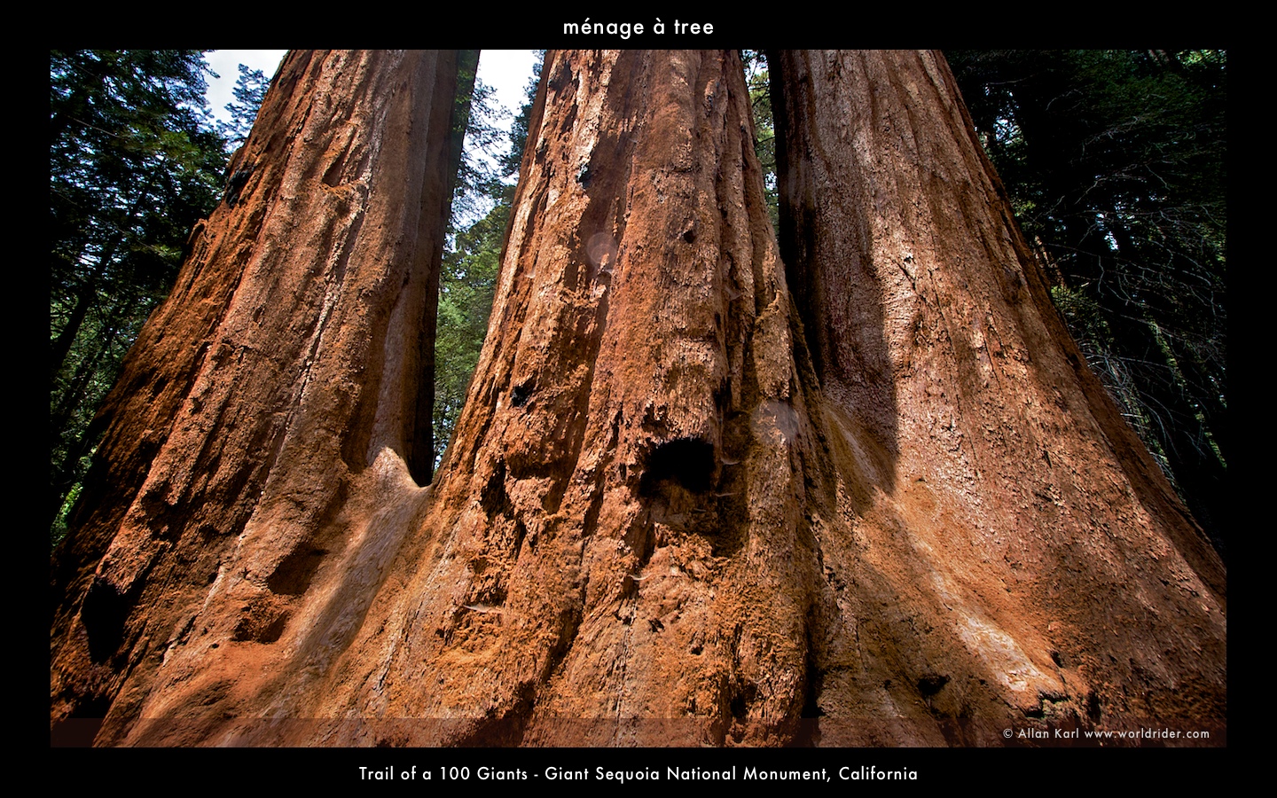 menageatree3.jpg